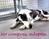 Alcalá lanza una campaña para promover la adopción de animales abandonados
