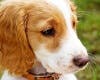 Más de 2.200 animales fueron adoptados en 2015 en Madrid