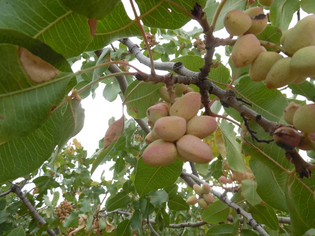 Pistachos maduros (Comunidad de Madrid).