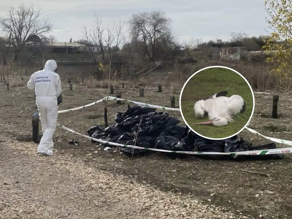 Agentes forestales trabajan en el Parque Regional del Sureste tras un brote de gripe aviar. La situaci&oacute;n ha generado preocupaci&oacute;n entre ecologistas.