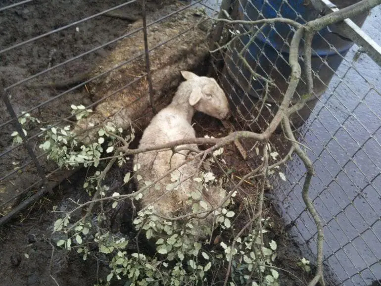 Fuente imagen: Ecologistas en Acci&oacute;n