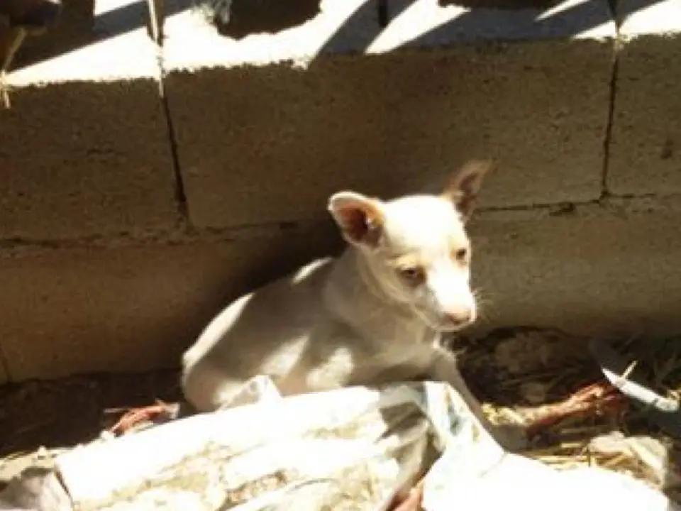 Uno de los perros de la finca denunciada por ANDA. Fuente imagen: ANDA. 