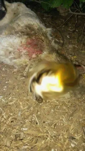 Imagen del animal encontrado (Polic&iacute;a Local Velilla de San Antonio).