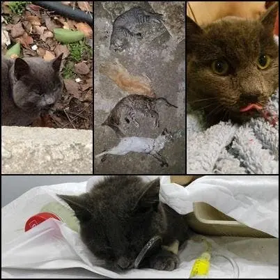 Fotos de la Protectora EVA.