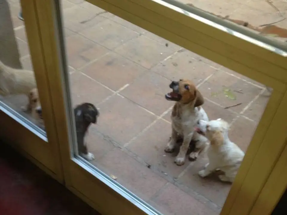 Los animales rescatados (Ayto. Cabanillas).