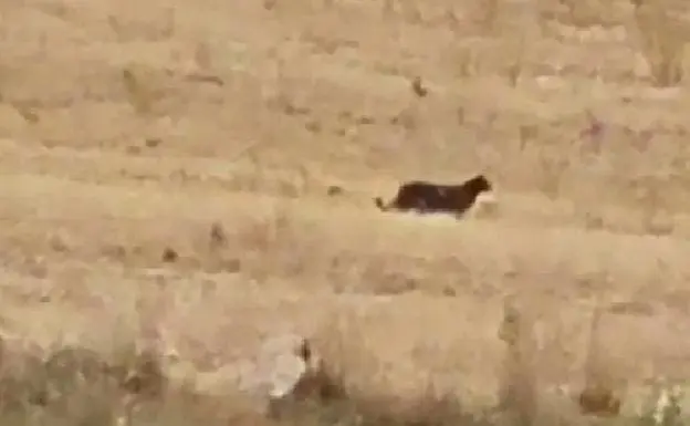 El animal acostado por los vecinos.