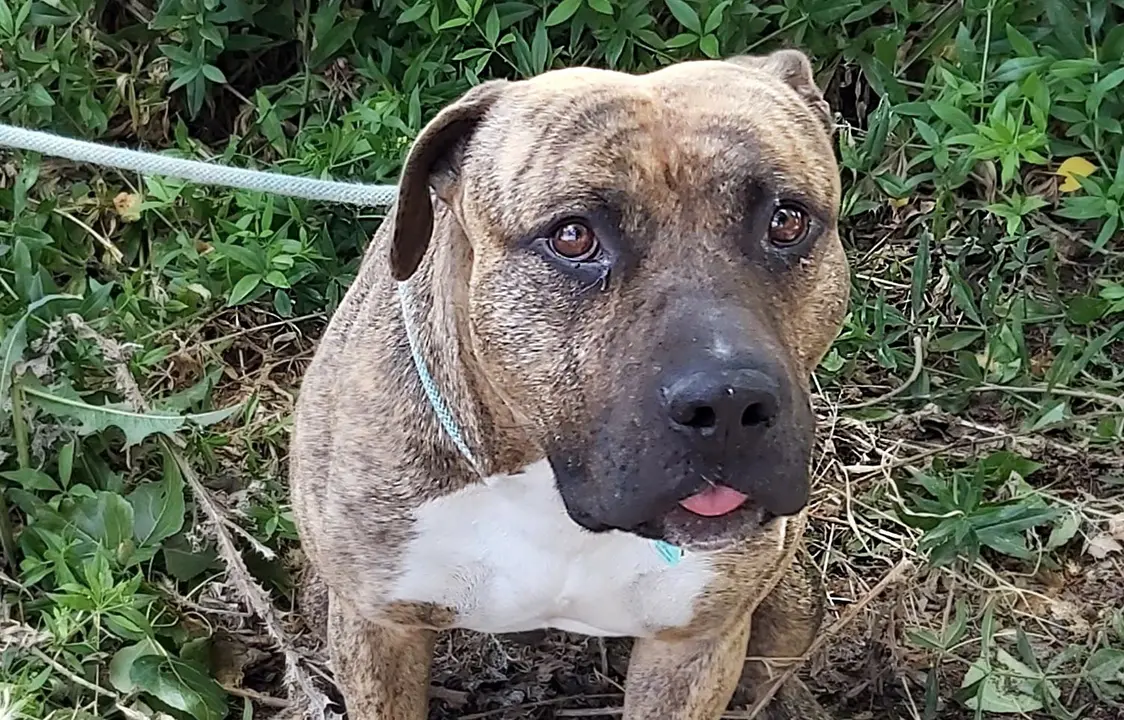 Im&aacute;genes: Ayto. de Coslada. 