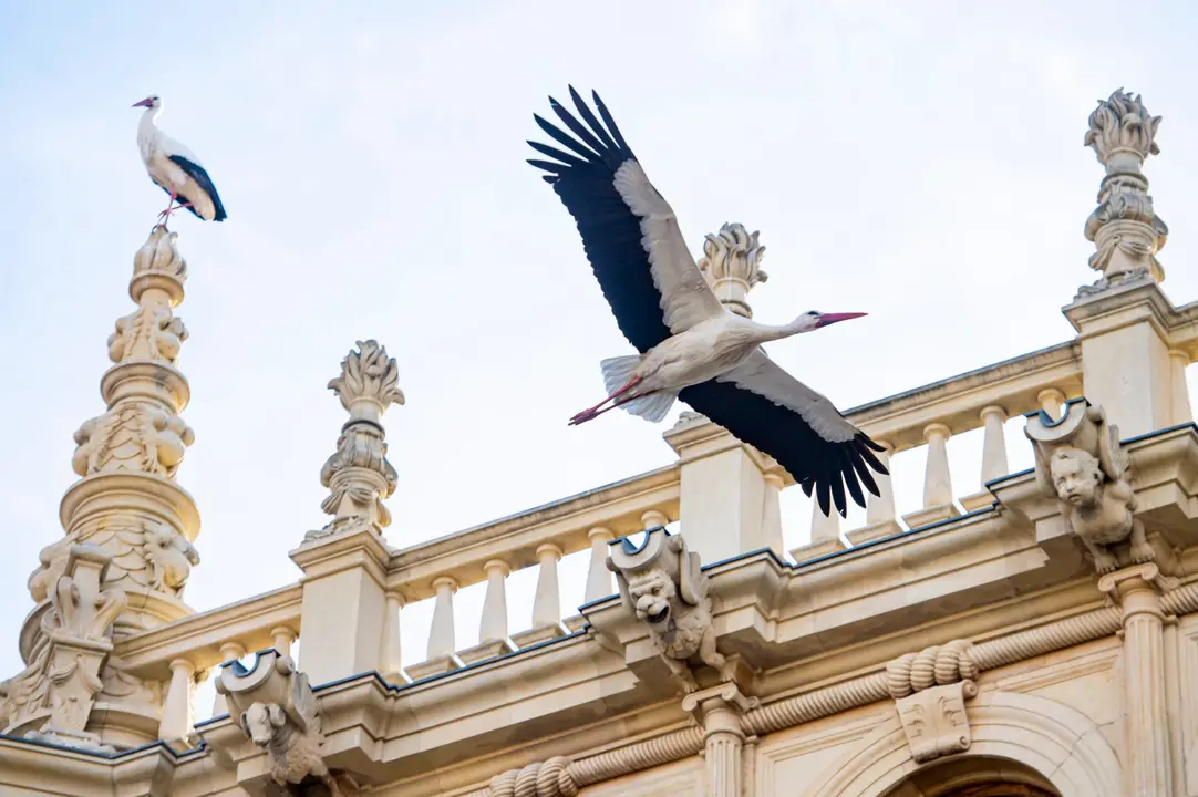 2022/02/03. Cigue&ntilde;as por la celebracion de San Blas