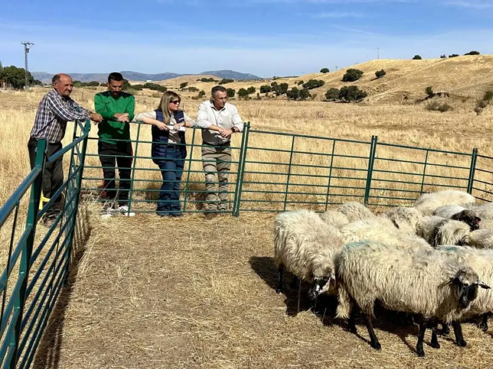 La Comunidad de Madrid entrega 21 ovejas a un ganadero afectado por un incendio.
