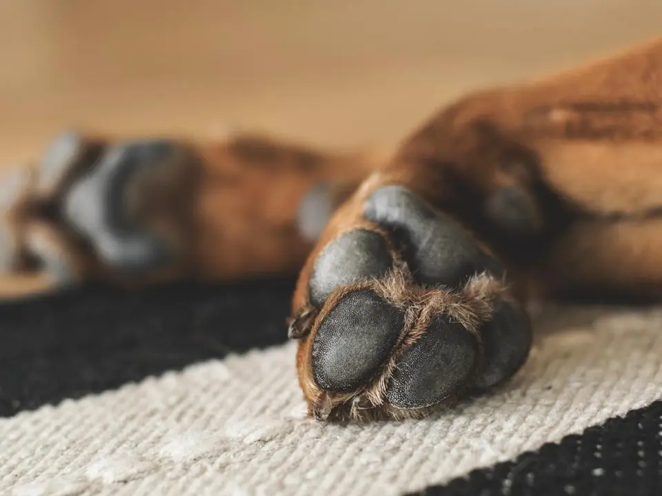 La galga Nika sufri&oacute; malos tratos en su hogar de acogida. La Fiscal&iacute;a busca justicia.