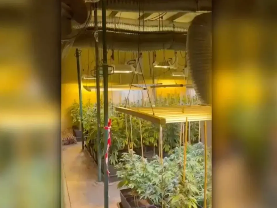 La Guardia Civil desmantela un cultivo de marihuana en Ajalvir.