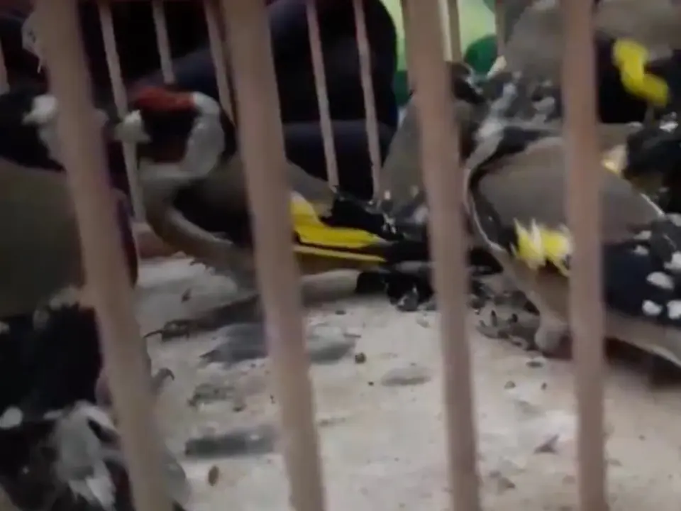 Un menor fue sorprendido intentando vender jilgueros capturados ilegalmente.