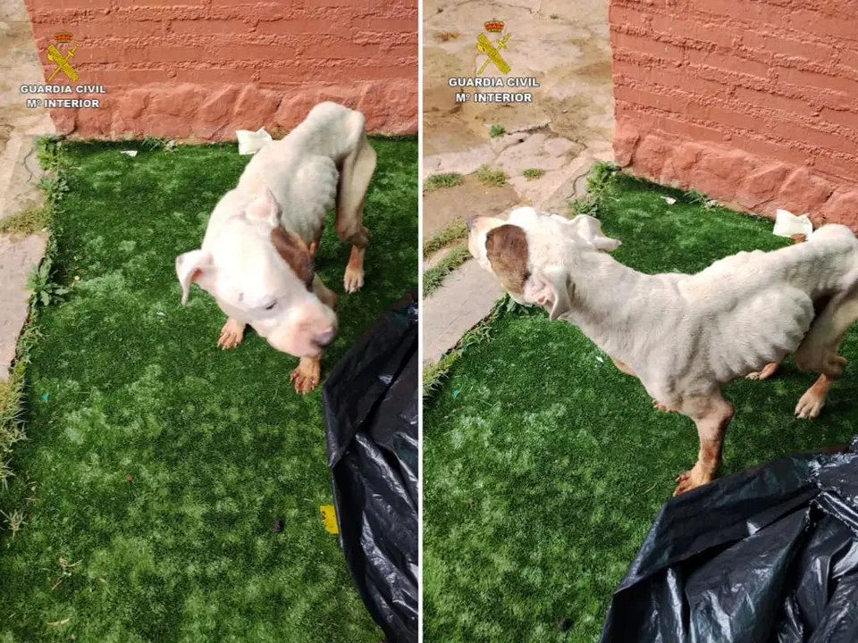Un perro fue sacrificado tras ser maltratado en Sig&uuml;enza. La Guardia Civil detuvo a su propietaria.