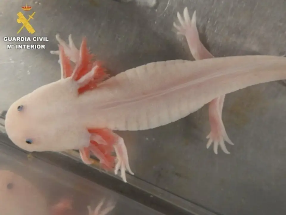 Dos personas son investigadas por tener ajolotes mexicanos sin la documentaci&oacute;n adecuada. La Guardia Civil intervino en el local.