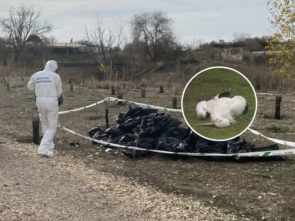 Agentes forestales trabajan en el Parque Regional del Sureste tras un brote de gripe aviar. La situaci&oacute;n ha generado preocupaci&oacute;n entre ecologistas.