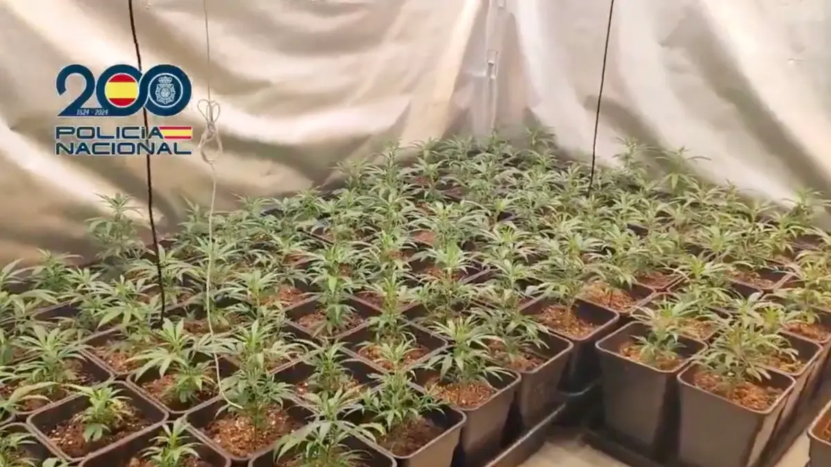 Plantas de marihuana intervenidas por la Polic&iacute;a Nacional en los cultivos desmantelados en Villaverde. POLIC&Iacute;A NACIONAL