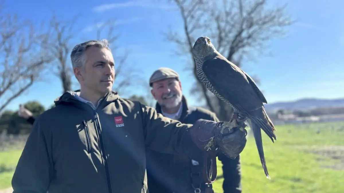 Carlos Novillo, consejero de Medio Ambiente, Agricultura e Interior, supervisa t&eacute;cnicas de cetrer&iacute;a en la finca El Enc&iacute;n. COMUNIDAD DE MADRID