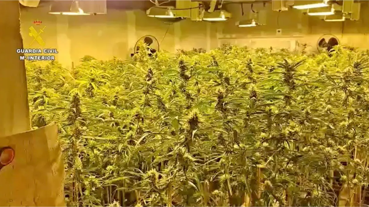 Plantaci&oacute;n de marihuana intervenida por la Guardia Civil en Paracuellos de Jarama. GUARDIA CIVIL