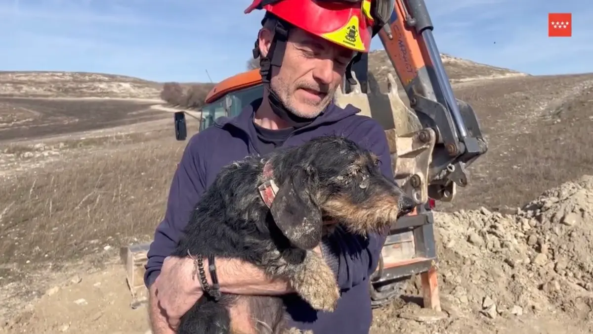 Un bombero sostiene a &lsquo;Mamba&rsquo; tras su rescate en Valdemoro. 112 COMUNIDAD DE MADRID