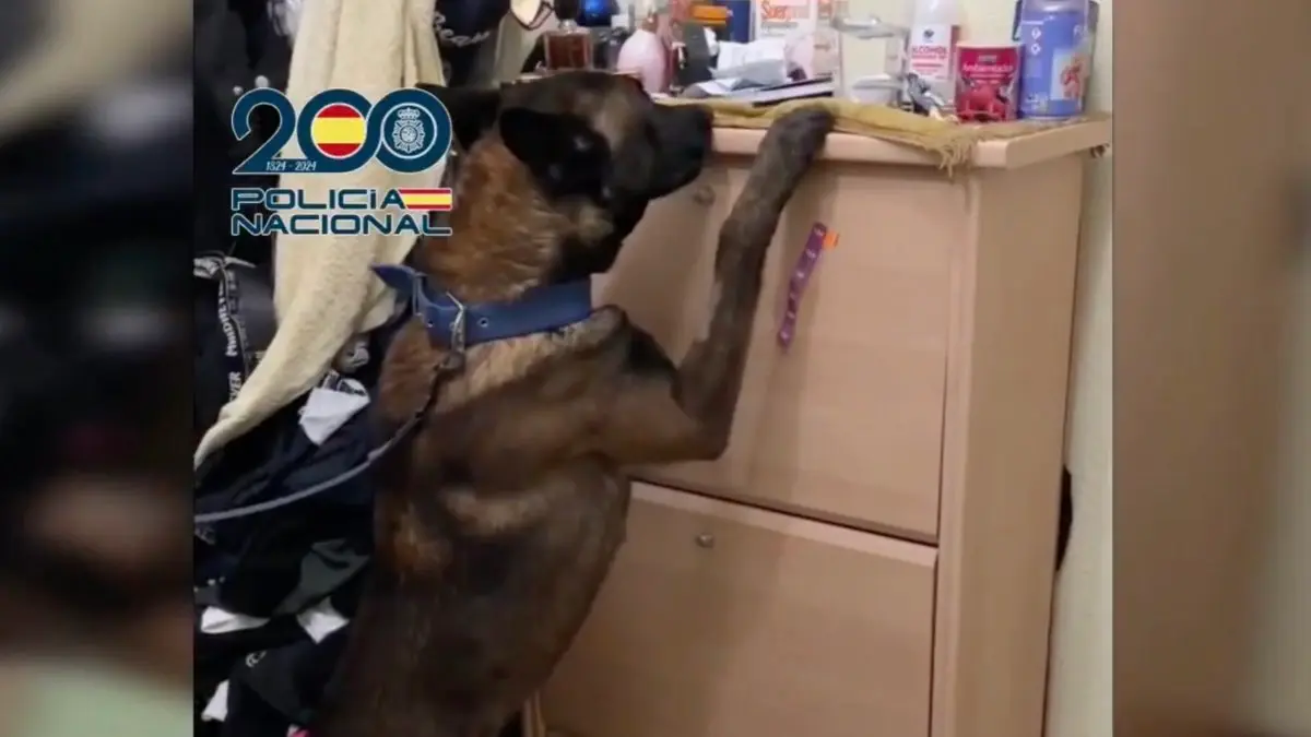 Agente canino durante el registro en Madrid. POLIC&Iacute;A NACIONAL