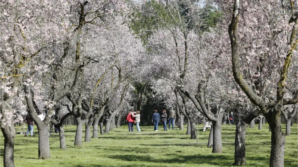 Personas pasean bajo los almendros en flor en la Quinta de los Molinos. AYUNTAMIENTO DE MADRID
