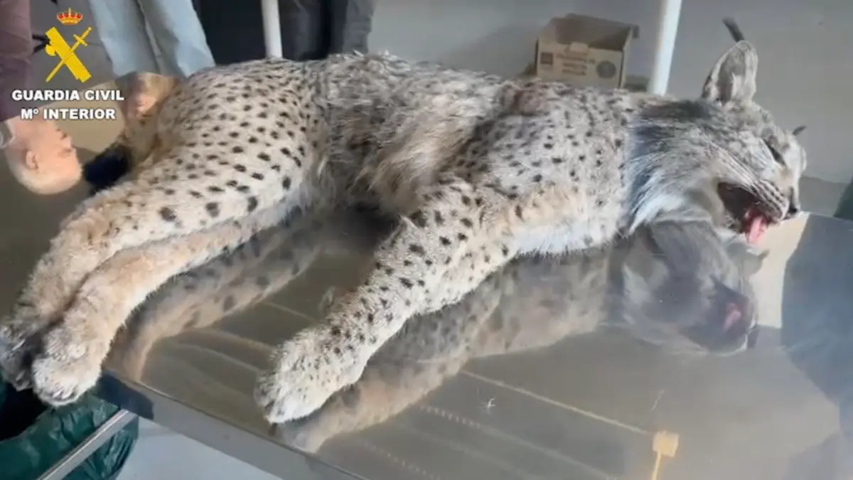 Cad&aacute;ver del lince ib&eacute;rico hallado en la M-203 a su paso por San Fernando de Henares. GUARDIA CIVIL