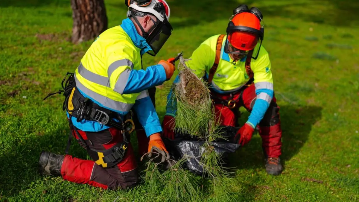 Operarios municipales retiran un nido de oruga procesionaria en un parque de Madrid. AYUNTAMIENTO DE MADRID