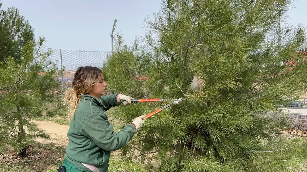 Retirada de nidos de procesionaria del pino en Alcal&aacute; de Henares. AYUNTAMIENTO DE ALCAL&Aacute; DE HENARES