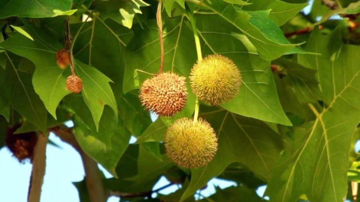 Detalle del pl&aacute;tano de paseo, especie responsable de los altos niveles de polen. AYUNTAMIENTO DE COSLADA