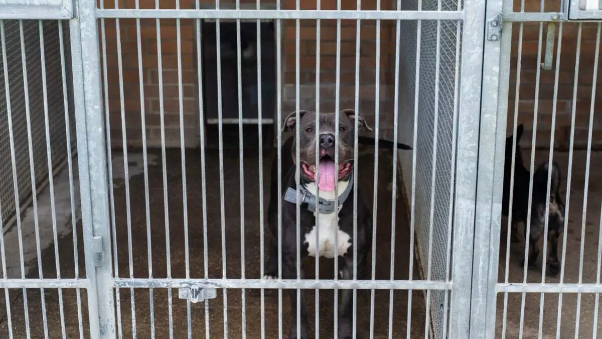 Perro en un centro de protecci&oacute;n animal. SHUTTERSTOCK