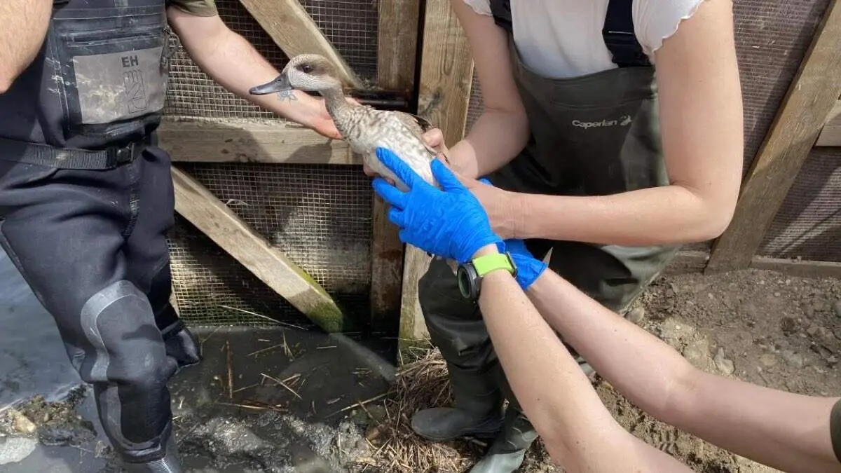 Suelta de ejemplares de cerceta pardilla en la Comunidad de Madrid. COMUNIDAD DE MADRID