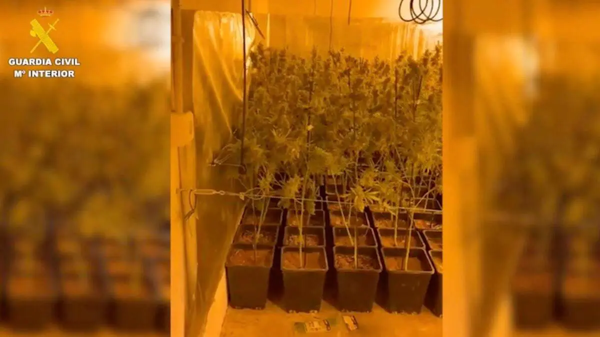 Plantaci&oacute;n &laquo;indoor&raquo; de marihuana intervenida en la operaci&oacute;n. GUARDIA CIVIL
