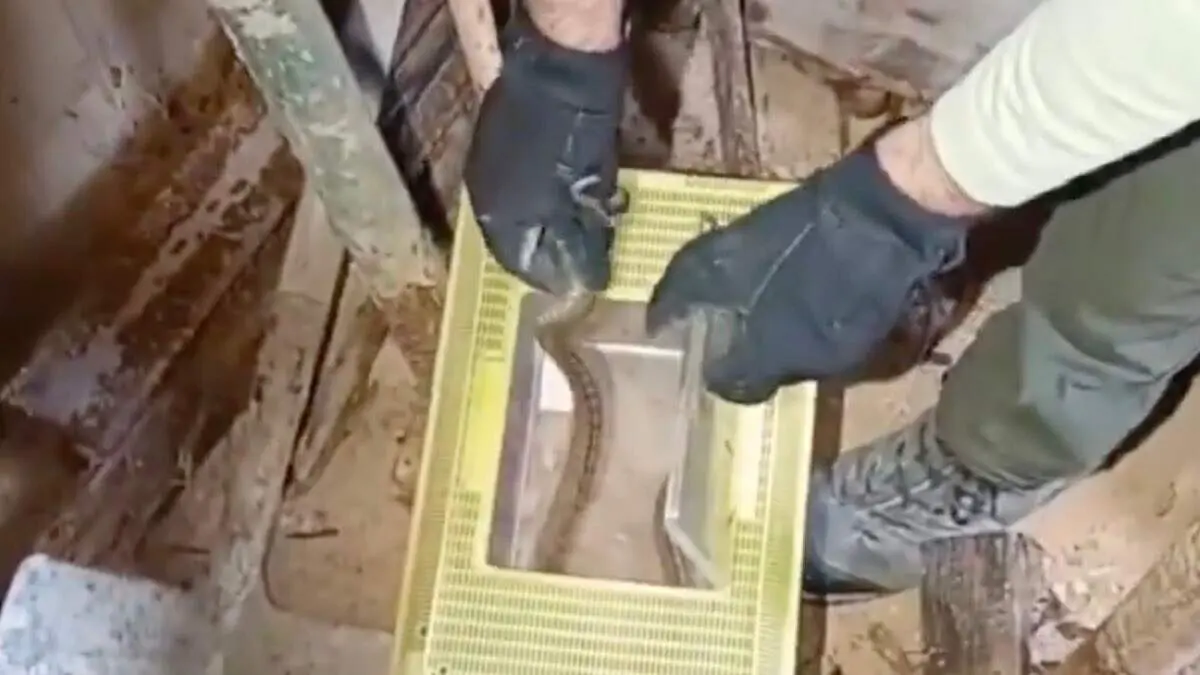 Culebra de escalera rescatada en el interior de una vivienda en Campo Real. 112 COMUNIDAD DE MADRID