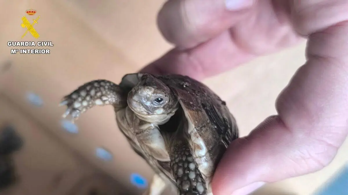 Agentes de la Guardia Civil del Servicio de Protecci&oacute;n a la Naturaleza (SEPRONA) han llevado a cabo la investigaci&oacute;n de un vecino de Paracuellos de Jarama por tener m&aacute;s de 40 especies de p&aacute;jaros y 11 tortugas en una nave.

Ante la falta de documentaci&oacute;n de los espec&iacute;menes, las condiciones en las que se encontraban y las sospechas de que se tratara de&nbsp;especies protegidas,&nbsp;se llev&oacute; a cabo la aprehensi&oacute;n de 7 jilgueros y 11 tortugas.

El informe determin&oacute; que los ejemplares intervenidos pertenecen a especies protegidas, estando los quelonios incluidos en el Convenio sobre el Comercio Internacional de Especies Amenazadas de Fauna y Flora Silvestre (CITES).

Por otro lado, el jilguero est&aacute; considerado especie silvestre protegida,&nbsp;por lo que se proh&iacute;be su captura, muerte, comercio y tenencia de ejemplares silvestres.