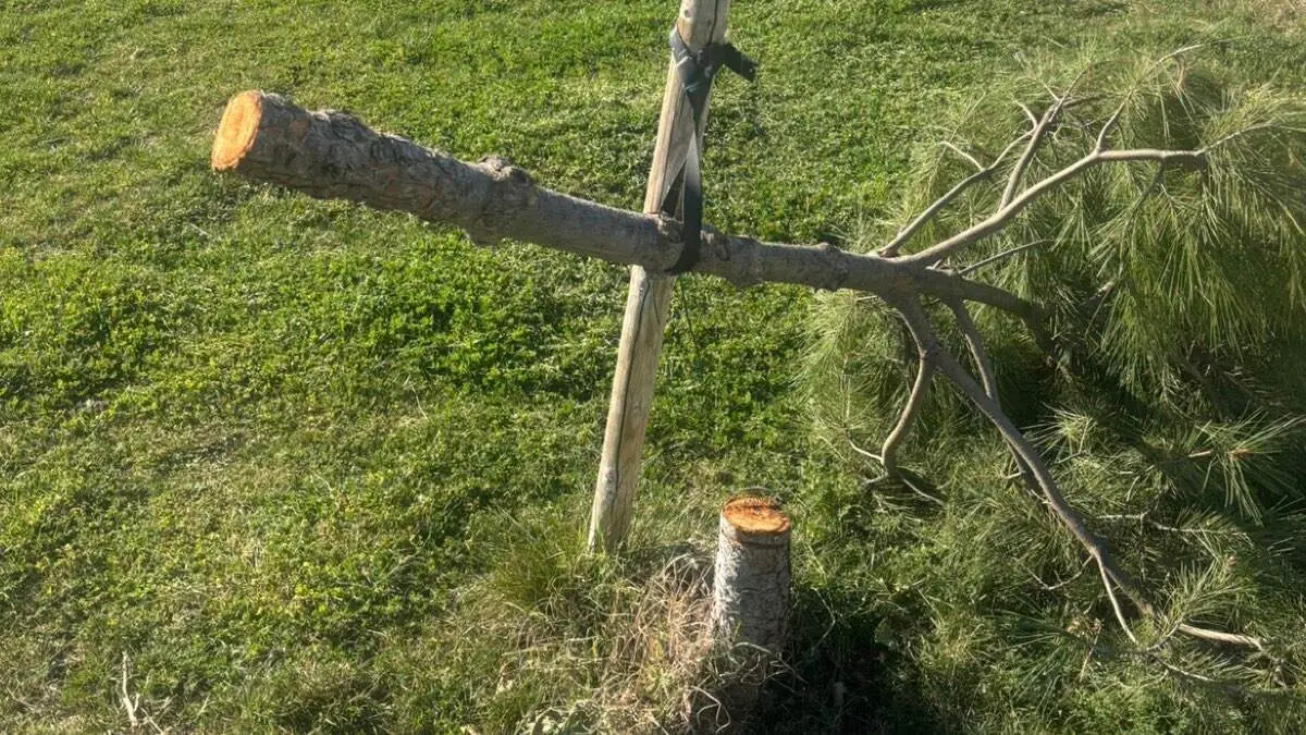 Pino talado en la zona verde afectada. AYUNTAMIENTO DE AZUQUECA DE HENARES