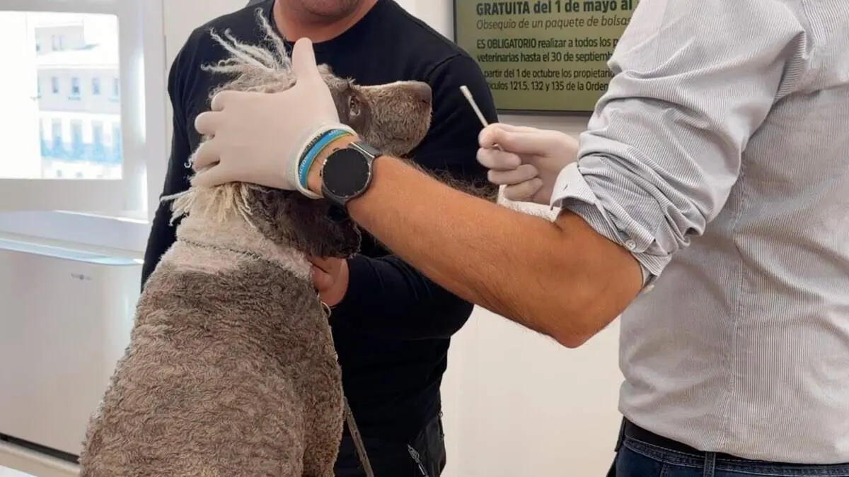 Demostraci&oacute;n de c&oacute;mo son los test de registro del ADN canino presentados hoy en Torrej&oacute;n. MiraCorredor