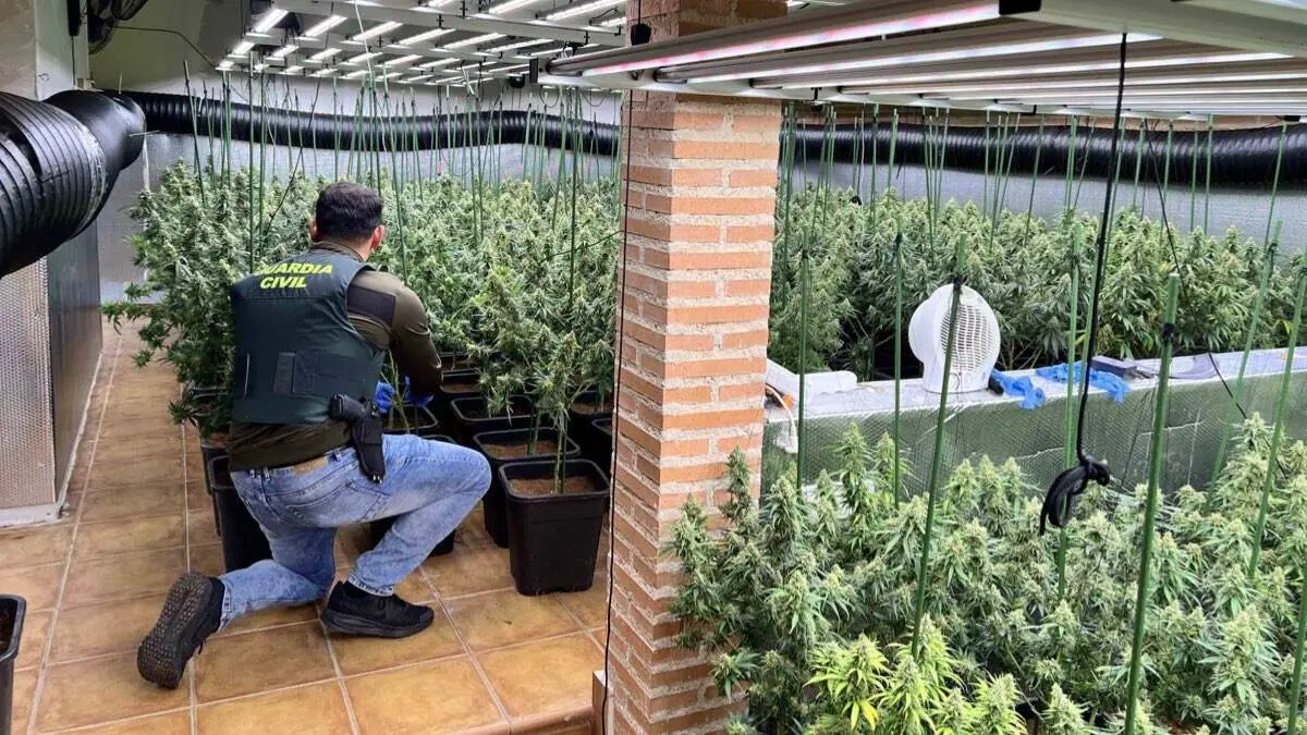 Plantaci&oacute;n de marihuana desmantelada por la Guardia Civil en una vivienda de Uceda. GUARDIA CIVIL