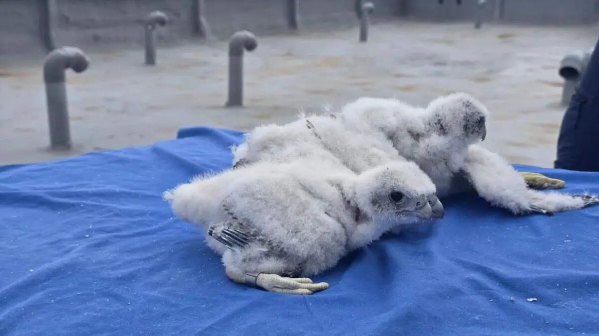 Cr&iacute;as de halc&oacute;n peregrino en el Hospital 12 de Octubre. COMUNIDAD DE MADRID