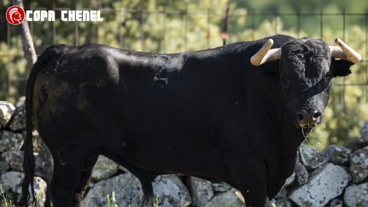 Uno de los toros rese&ntilde;ados para el festejo de la Copa Chenel que se celebrar&aacute; este s&aacute;bado en Daganzo de Arriba. COPA CHENEL