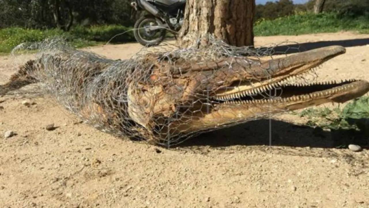 Cad&aacute;ver del delf&iacute;n encontrado en la Casa de Campo el pasado 30 de marzo de 2016