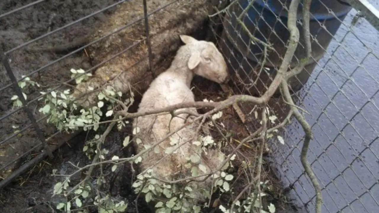 Fuente imagen: Ecologistas en Acci&oacute;n