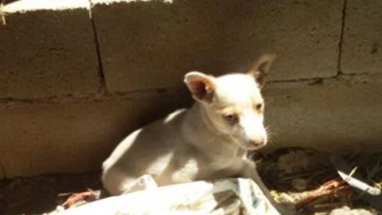 Uno de los perros de la finca denunciada por ANDA. Fuente imagen: ANDA. 