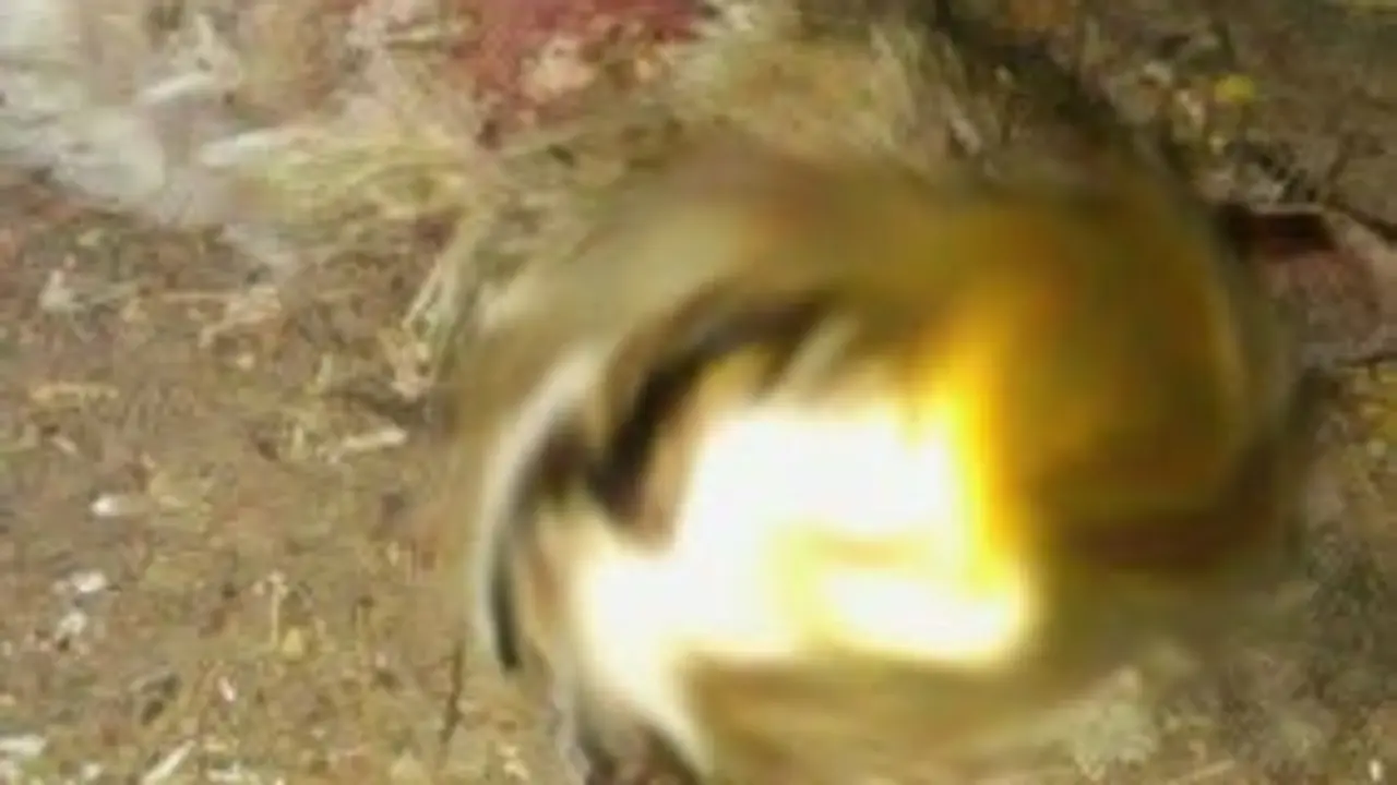 Imagen del animal encontrado (Polic&iacute;a Local Velilla de San Antonio).