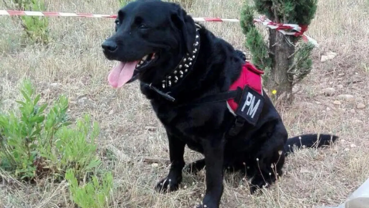 Runa en la zona acordonada (MiraCorredor.tv). 