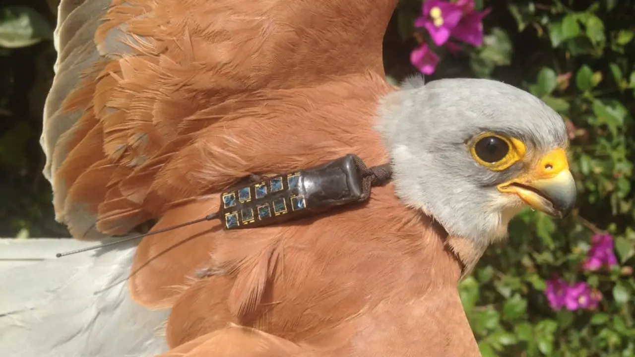 Un cern&iacute;calo con su mochila GPS (Ayto.). 