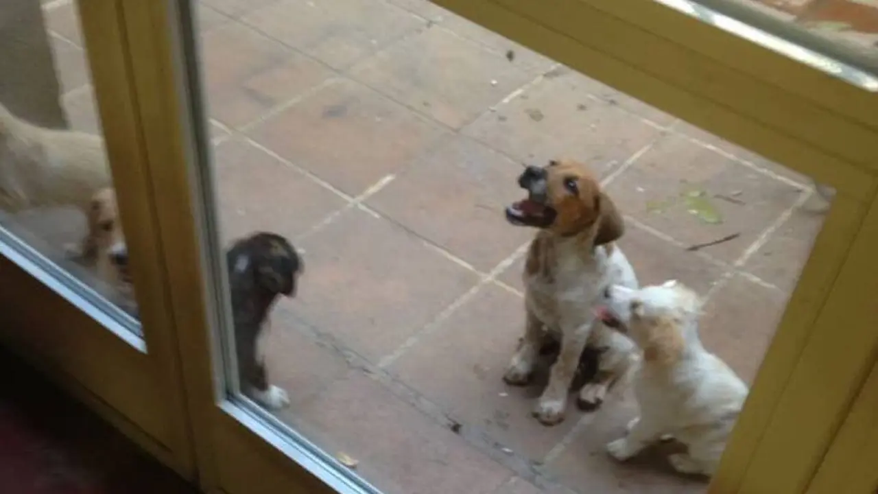 Los animales rescatados (Ayto. Cabanillas).