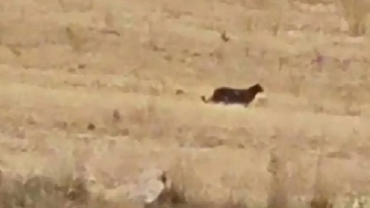 El animal acostado por los vecinos.