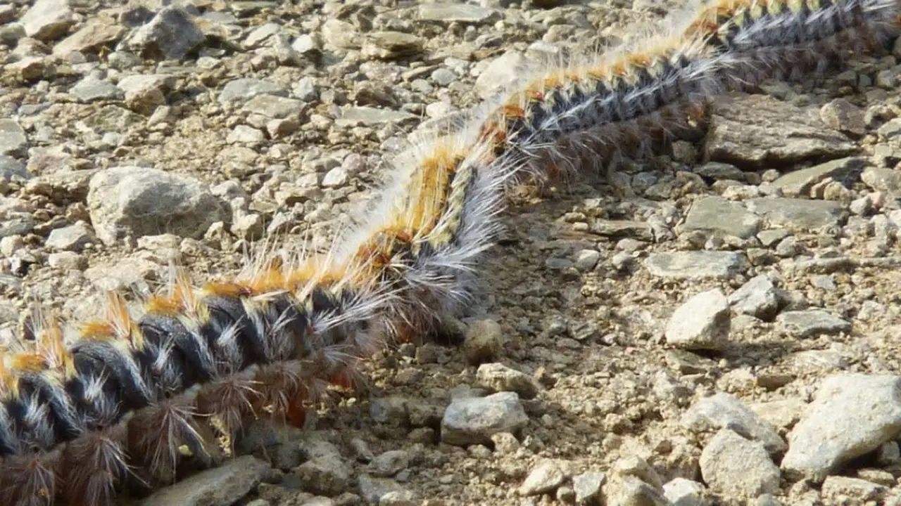 Una oruga proxesiaimadia. 
