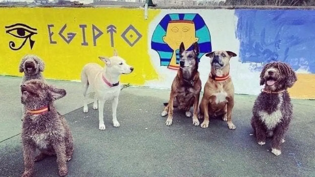 Im&aacute;genes: Ayto. de Coslada.