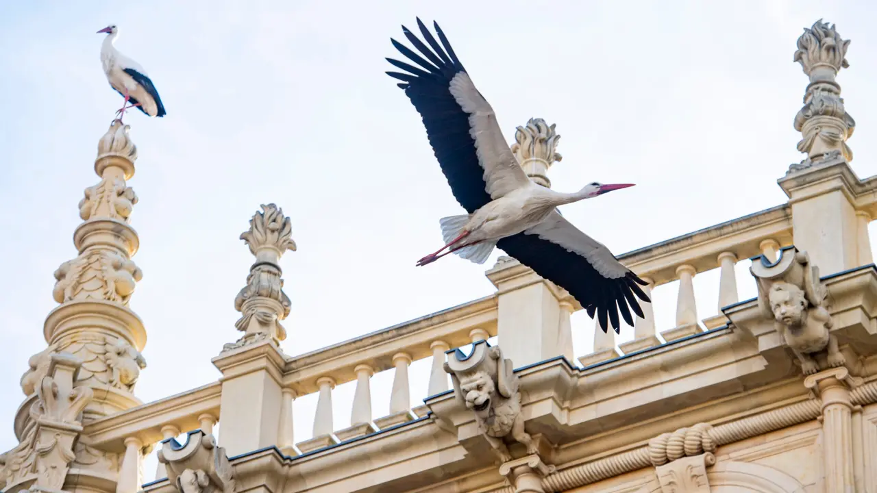 2022/02/03. Cigue&ntilde;as por la celebracion de San Blas